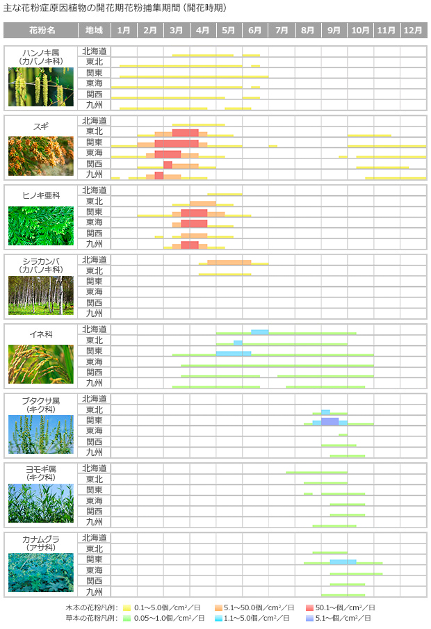 花粉は今も飛んでいます